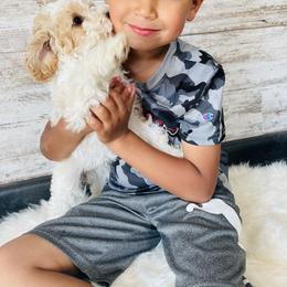 Cavapoo, Pyredoodle, and Sheepadoodle Puppies from Davis Family Doodles