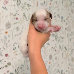 Oki Blenheim Boy - Blenheim male Cavapoo puppy in Pleasant Grove, Utah from Destination Doodles