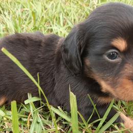 Dachshunds from Merritt's Mini's