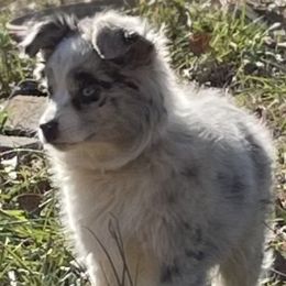 Australian Shepherds, Miniature American Shepherds, and Toy Australian Shepherds from Blue’s Family Aussies
