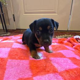 Coco - Black and tan female American Hunt Terrier puppy in Cave City, Arkansas from Bayou Valley Shepherds and American Hunt Terriers