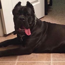 Zaza - Cane Corso