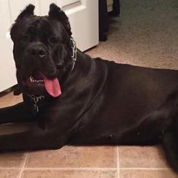 Zaza - Cane Corso