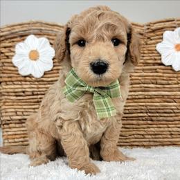 Biscuit - Cream male Goldendoodle puppy in Temecula, California from Oodles O'Doodles