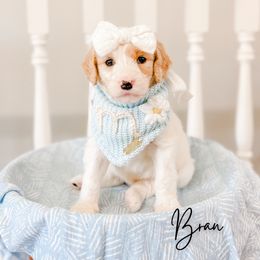 Bran - Parti female Goldendoodle puppy in Cold Spring, Minnesota from A.N.A. Doodles