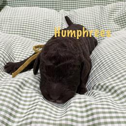 Humphrees - Brown male Poodle puppy in Carrollton, Georgia from Dande Poodles, LLC