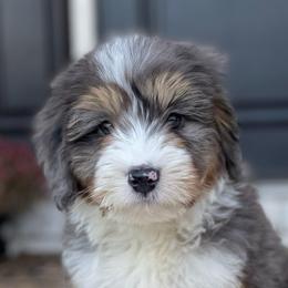 Bernedoodles, Cavalier King Charles Spaniels, Cavapoos, and Poodles from Grandeur Valley Puppies