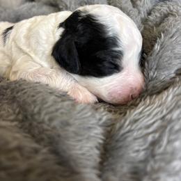 Vienna - Black and white female Cavapoo puppy in Gap, Pennsylvania from Luxe Cavapoo LLC