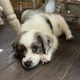 Australian Cattle Dog, Australian Shepherd, Companion Cross, and Miniature Australian Shepherd Puppies from MK Aussies