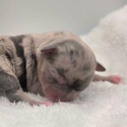 Girl 2 - Blue merle female Chihuahua puppy in Clinton, Missouri from RockyTop Hearts
