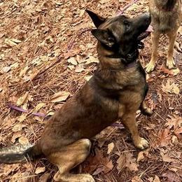 Belgian Malinois and Sporty Mixes from Dark Sky Kennels
