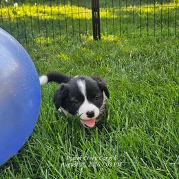 Sapphire - Brindle and white female American Corgi puppy in Boise, Idaho from Porter Creek Corgis