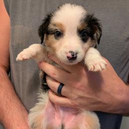 Aussiedoodle, Australian Shepherd, and Golden Retriever Puppies from Hope & Joy Acres