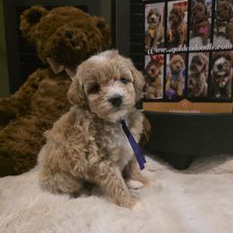 Purple Collar girl - Apricot female Goldendoodle puppy in Bristol, Tennessee from 4goldendoodles