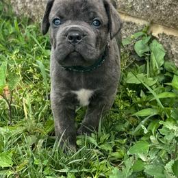 Green - Black brindle male Cane Corso puppy in Williamstown, Kentucky from Ridge Top Cane Corso