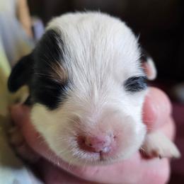 Tommy - Black and tan male Pembroke Welsh Corgi puppy in Pilot Rock, Oregon from L2H Corgi's