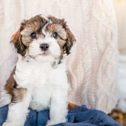 Bernedoodle, Cavalier King Charles Spaniel, Cavapoo, and Poodle Puppies from Dinky Doo Doodles