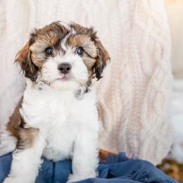 Bernedoodle, Cavalier King Charles Spaniel, Cavapoo, and Poodle Puppies from Dinky Doo Doodles