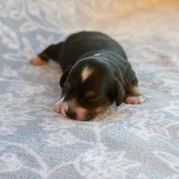 Fang - Black and cream male Dachshund puppy in Guthrie, Kentucky from Triple T Dachshunds