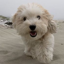 Havanese puppies from AKC Havanese