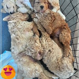 "Elvis, Rip, Camila, and Duke" Goldendoodle Puppies from SMTX Doodles
