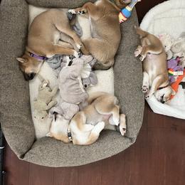 Shiba Inu Puppies from OlyInu