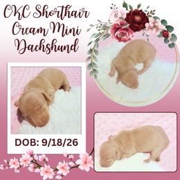CKC Shorthaired cream mini female - Cream female Dachshund puppy in Canyon Lake, Texas from M&Ms Dachshunds of Central Texas