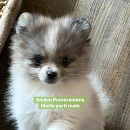 Blue merle parti - Blue merle male Pomeranian puppy in Kentucky from Em&M Pomeranians