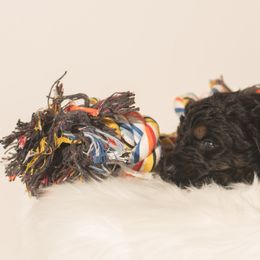 Bernedoodle Puppies from Bernedoodles & Doodles of the Ozarks