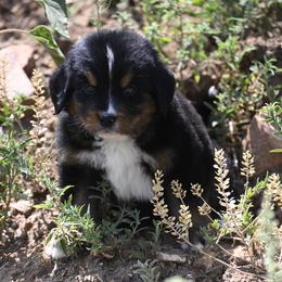 Bernese Mountain Dog, Golden Mountain Dog, and Golden Retriever Puppies from Grateful Bernese & Gage's Goldens