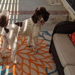 Poodles from Paula’s Standards