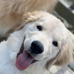 Golden Retriever Puppies from OPK GOLDENS