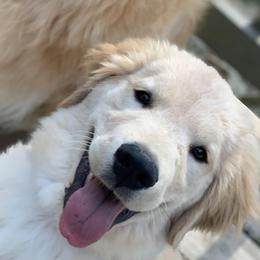 Golden Retriever Puppies from OPK GOLDENS