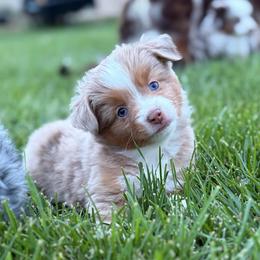 Fate - Red merle female Toy Australian Shepherd puppy in Riverton, Utah from Iron Spirit Homestead & Aussies