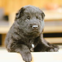 Joey (Blue Collar) - Black male German Shepherd puppy in Mason, Michigan from Sweet Breeze Acres