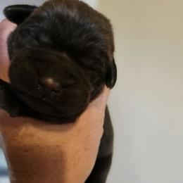 Boy 5 - Chocolate male Labrador Retriever puppy in Helena, Montana from Whistling Wings Retrievers, LLC.