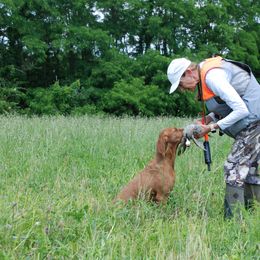 Wirehaired Vizslas from Nemes Wirehaired Vizslas