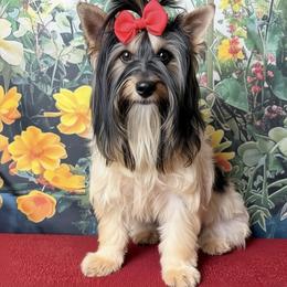 Miranda - Biewer Terrier