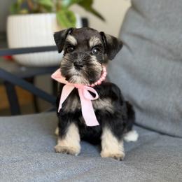 Nymeria - Black and silver female Miniature Schnauzer puppy in Montebello, California from Rod Schnauzers