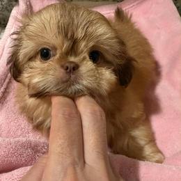 Ava - Liver female Shih Tzu puppy in Galveston, Texas from 🌗 New Moon Shih Tzu 🌗