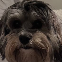 Beth - Coton de Tulear
