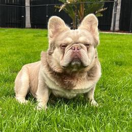 Niño - French Bulldog