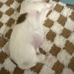 Shih Tzu Puppies from Wood Foo Breeders