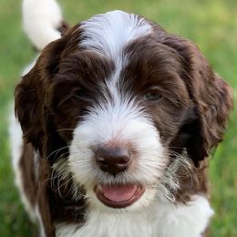 Australian Labradoodles from Storybook Labradoodles