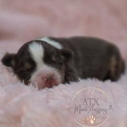 Miniature Australian Shepherd puppies from ATX Mini Aussies