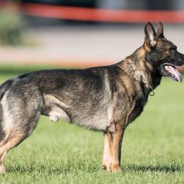 German Shepherds from Vom Evolution Kennels