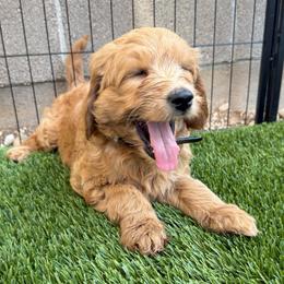 Boy 1 - Apricot male Goldendoodle puppy in Las Vegas, Nevada from Puppies of the West