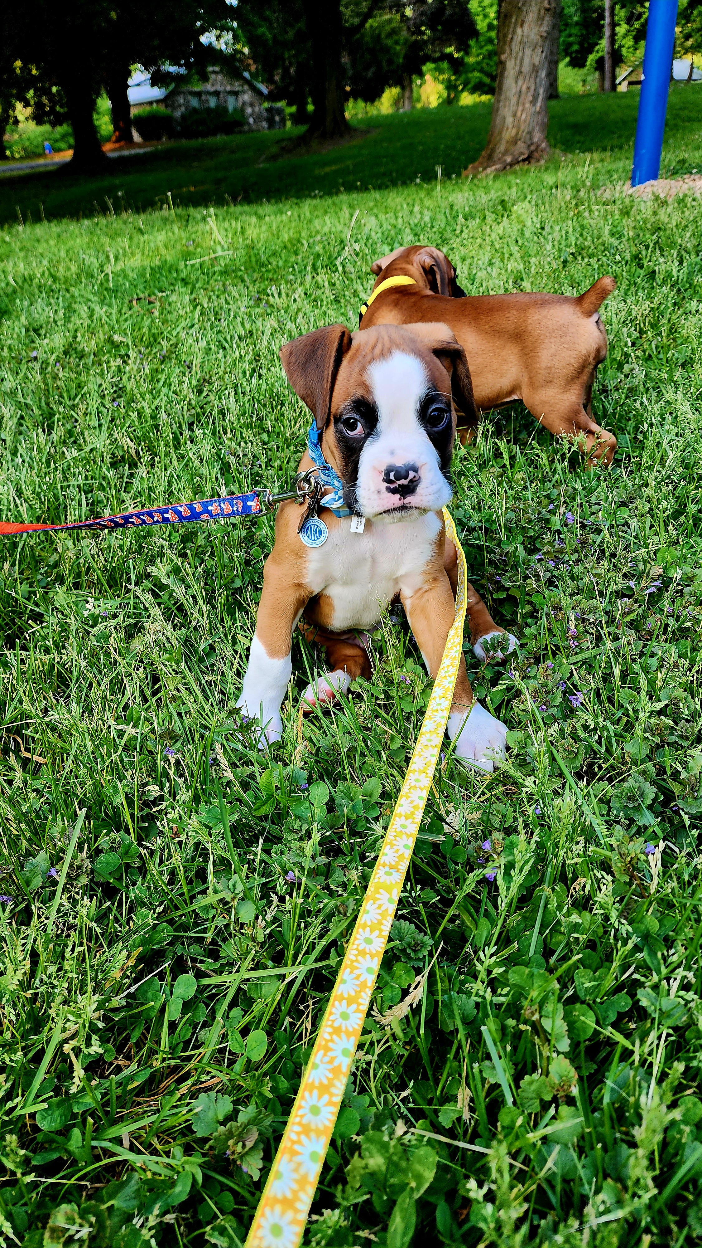 Boxer Puppies from Sara's Bouncing Boxers