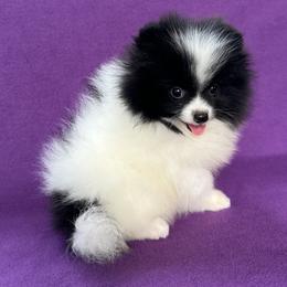 Orpheus (Orphy) - Black parti male Pomeranian puppy in Saint Louis, Missouri from Beau Joli Pomeranians