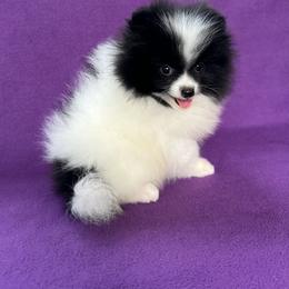 Orpheus (Orphy) - Black parti male Pomeranian puppy in Saint Louis, Missouri from Beau Joli Pomeranians